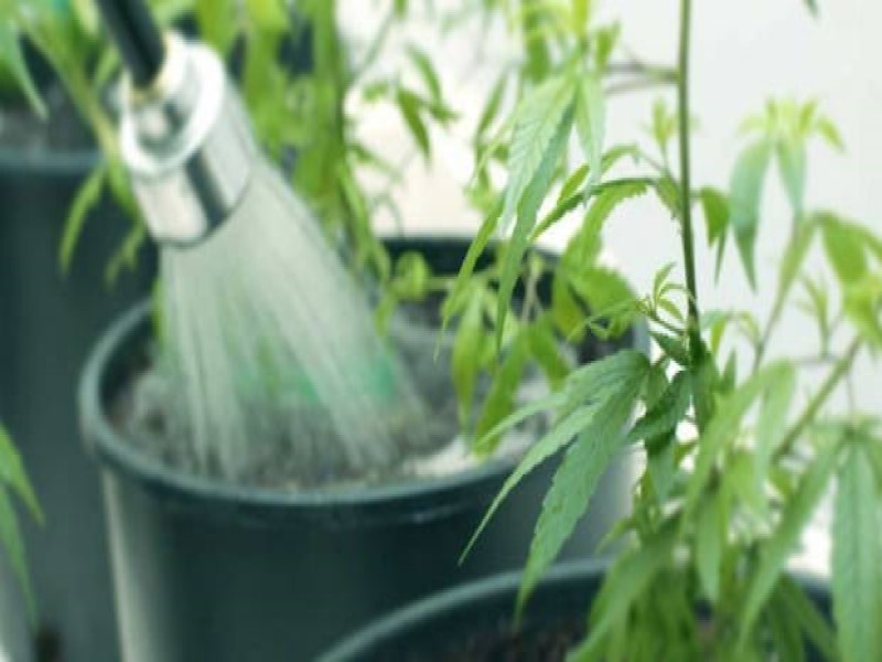 Чем полезна промывка растений каннабиса?