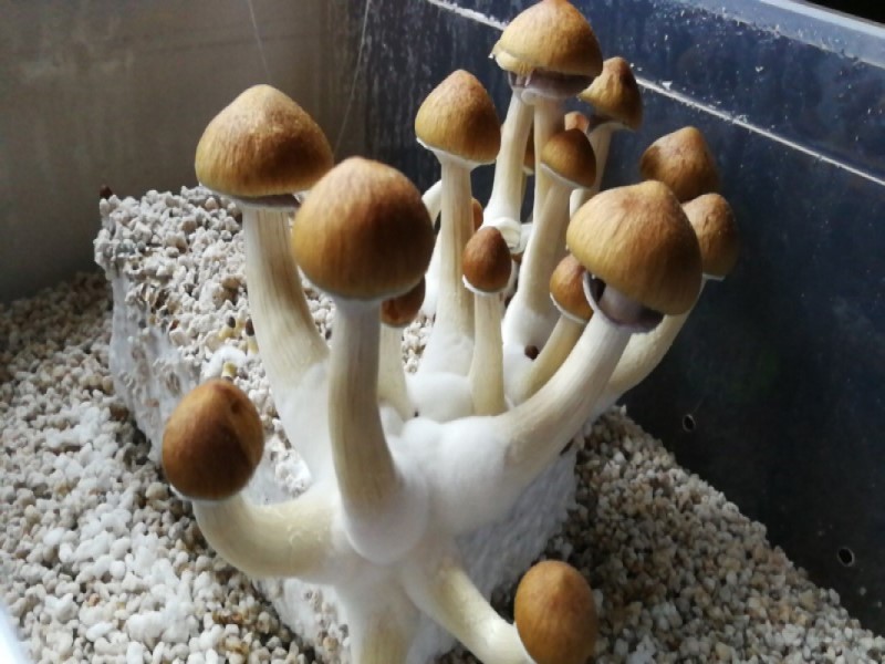 Грибы больше похожи на животных, чем на растения