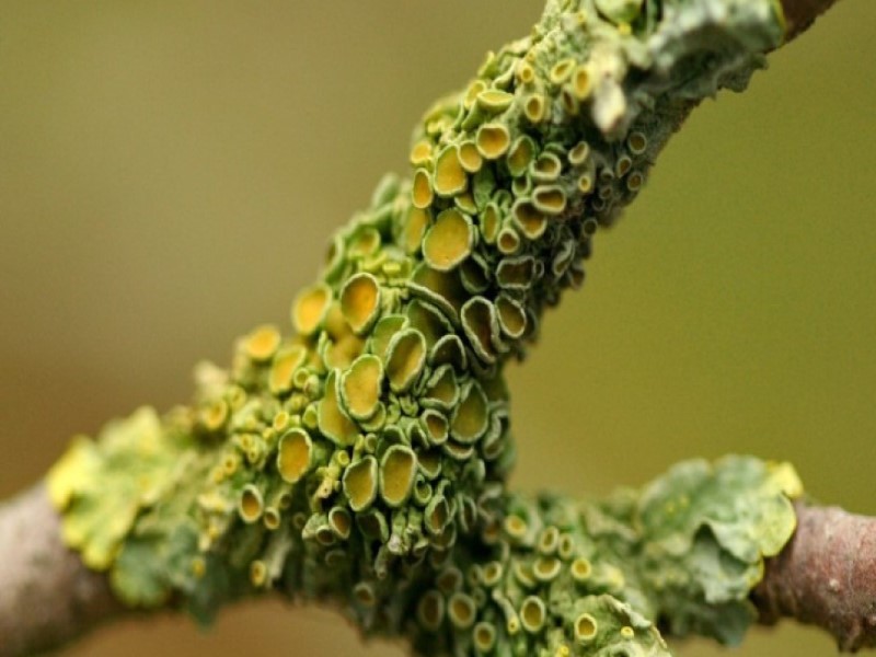 Лишайник часть грибка