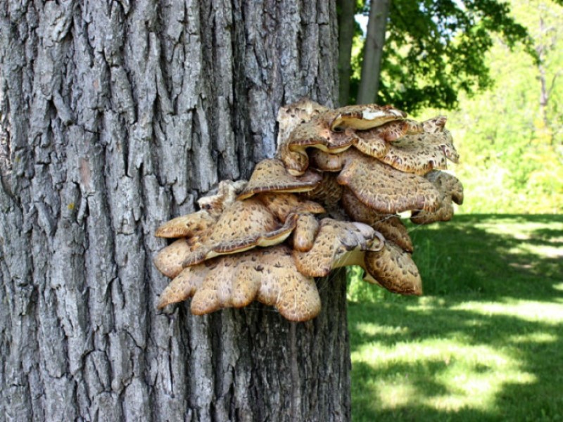 Некоторые грибы взаимодействуют с растениями