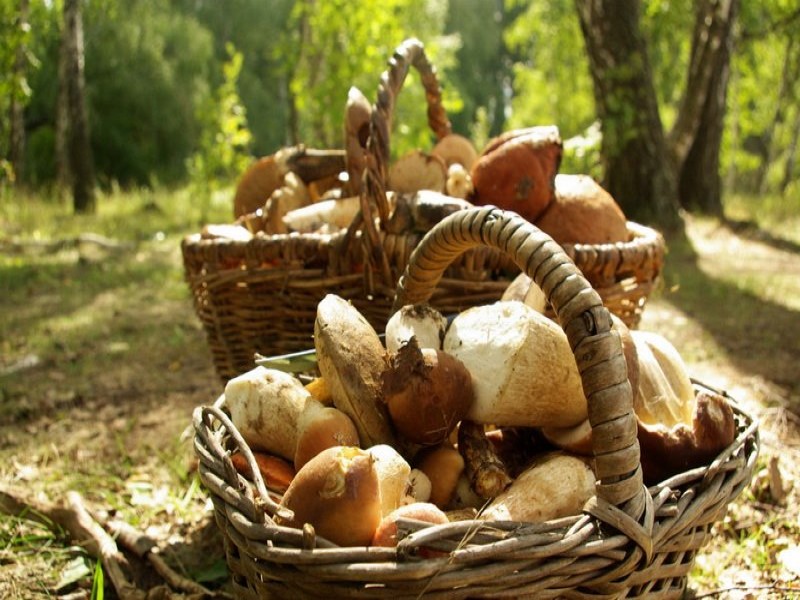 Какие грибы сушить?