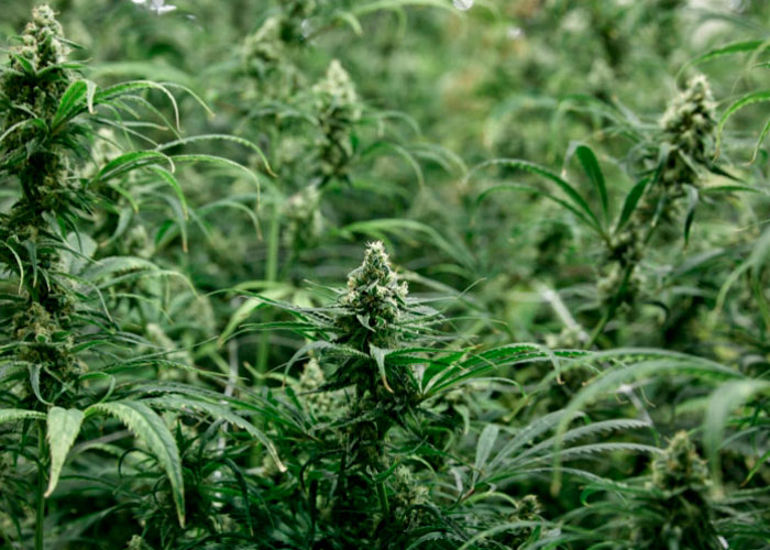 Герминг: как женские растения превращаются в мужские