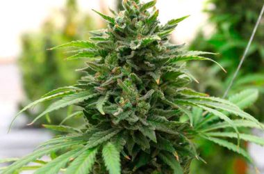 Когда собирать урожай