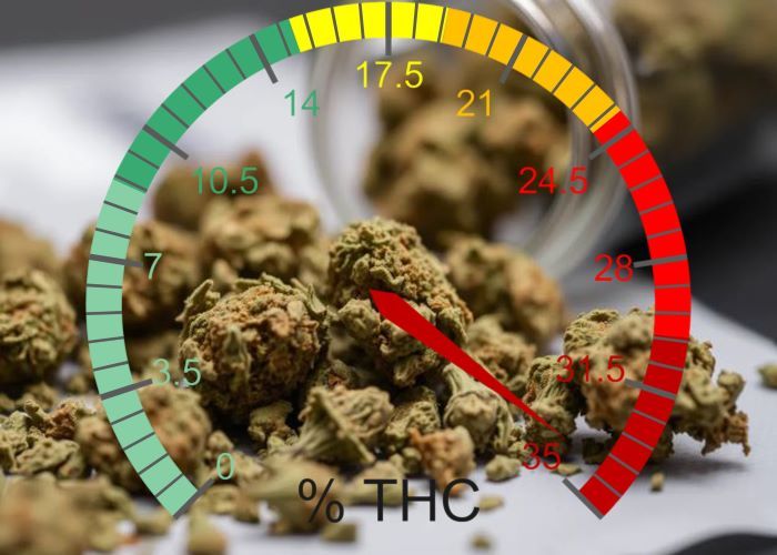 Конопля с экстремальным содержанием ТГК