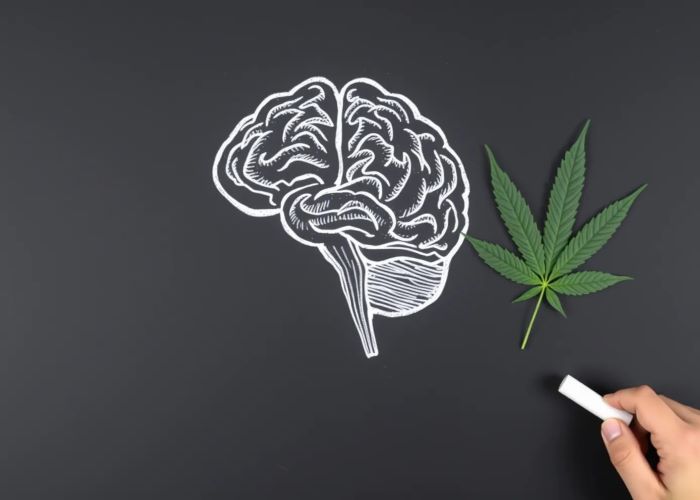 Замедляем старение мозга с помощью каннабиса
