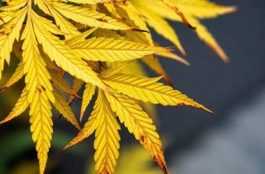 Как справиться с ожогом питательными веществами