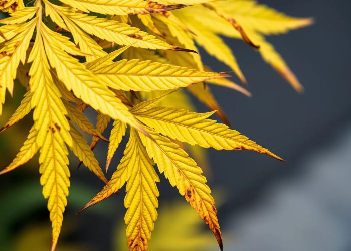 Как справиться с ожогом питательными веществами