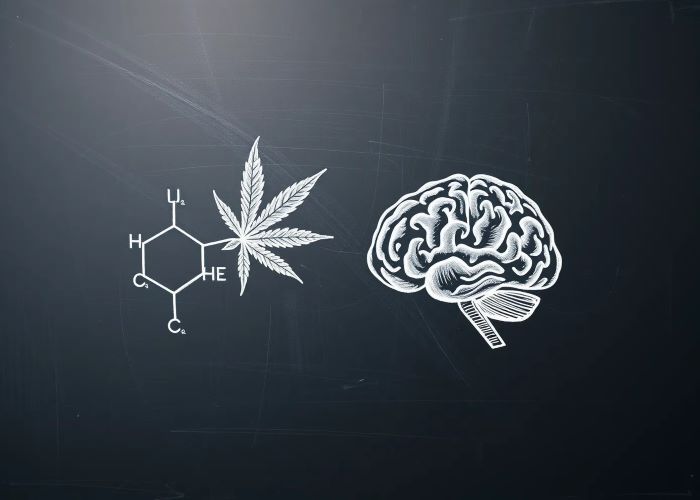 Эндоканнабиноиды и каннабиноиды