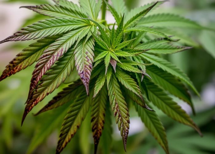 Ветровой ожог: что это, как избежать и как восстановить растения