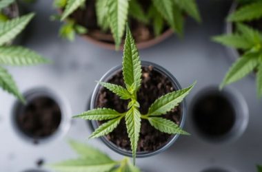 Деградация клонов: как избежать