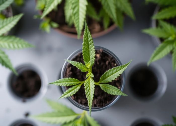 Деградация клонов: как избежать