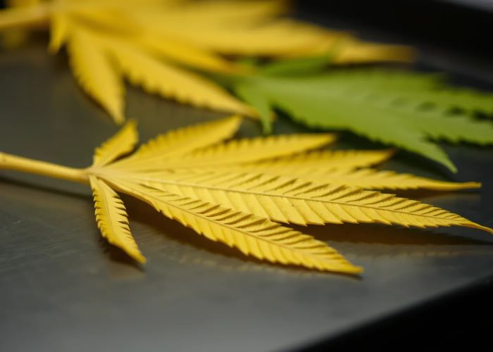 Как распознать и предотвратить световой ожог