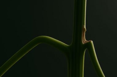 Восстановление поврежденной ветки каннабиса