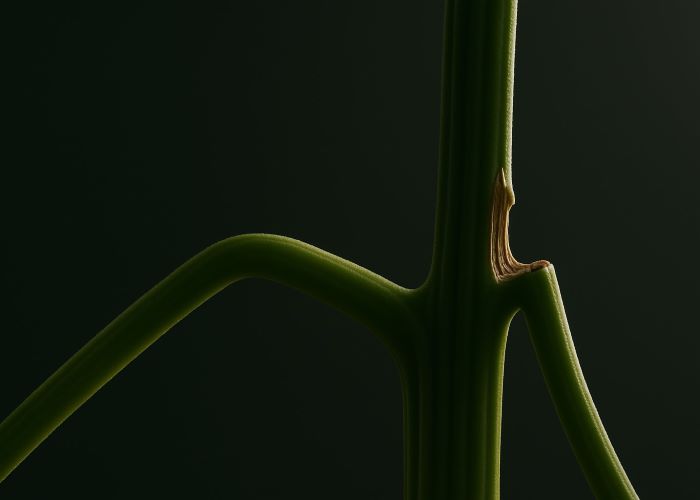 Восстановление поврежденной ветки каннабиса