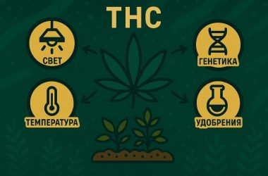 Как вырастить каннабис с высоким ТГК: точная наука вместо случайности