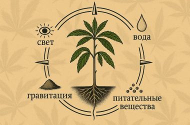 Силы, движущие ростом каннабиса