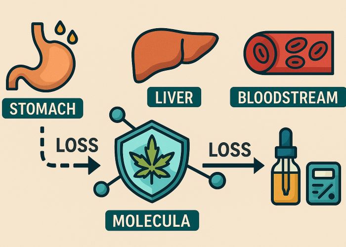 Биодоступность каннабиноидов